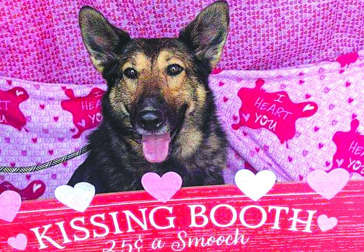 Three Fundraisers Planned To Benefit Belmont County Shelter Animals